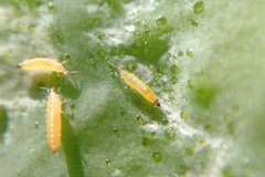 Kakothrips robustus