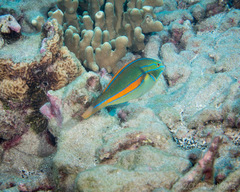 Stethojulis balteata