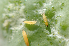 Kakothrips robustus