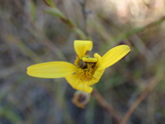 Osteospermum imbricatum