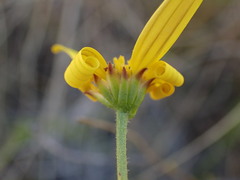 Osteospermum imbricatum