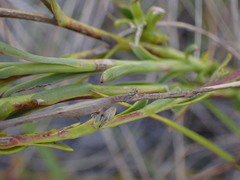 Osteospermum imbricatum