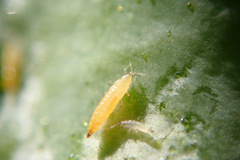 Kakothrips robustus