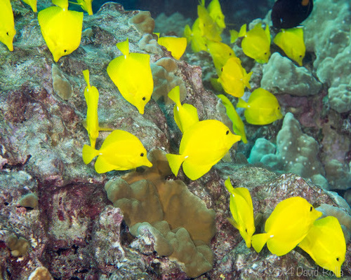 Yellow Tang