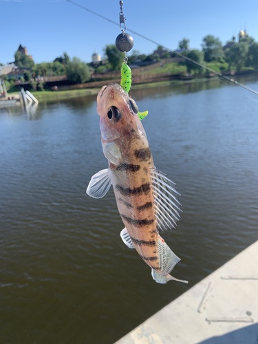 Volga pikeperch (Sander volgensis) — Percidae — 3