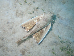 Prionotus punctatus
