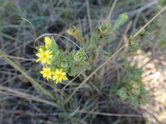 Gnidia styphelioides