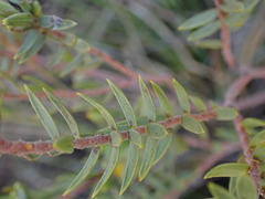 Gnidia styphelioides