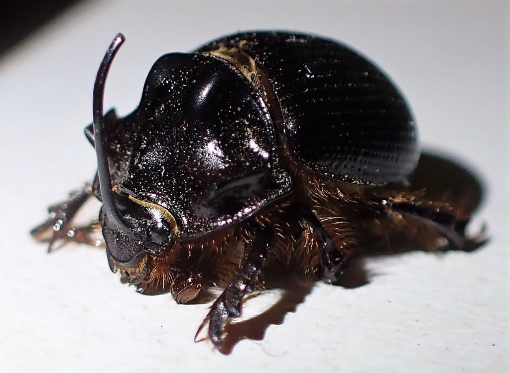 Stout Earth-boring Scarab Beetle
