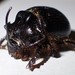 Stout Earth-boring Scarab Beetle - Photo (c) Asa Spade, some rights reserved (CC BY-NC), uploaded by Asa Spade