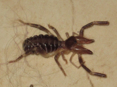 Ammotrechidae