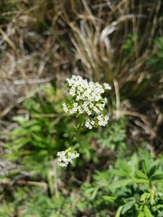 Valeriana dioica sylvatica