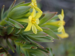 Gnidia styphelioides