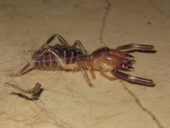 Ammotrechidae