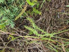 Triglochin concinna concinna