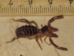 Ammotrechidae