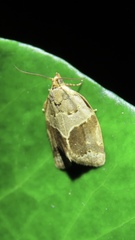Clepsis dumicolana