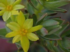 Gnidia styphelioides