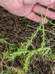 Triglochin concinna concinna