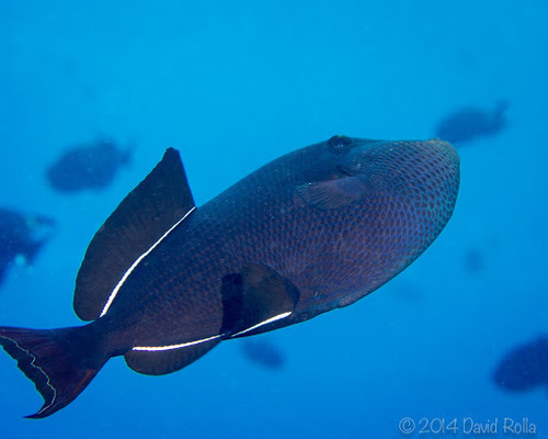 Black Triggerfish