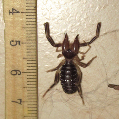 Ammotrechidae