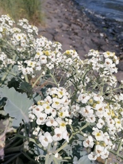 Crambe maritima