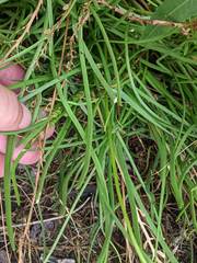 Triglochin concinna concinna