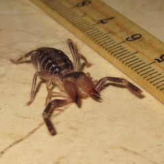 Ammotrechidae