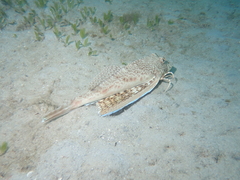 Prionotus punctatus