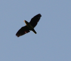 Amazona viridigenalis