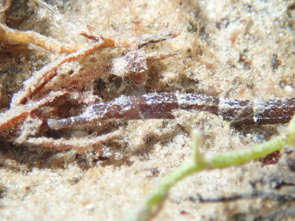Short-fin Pipefish