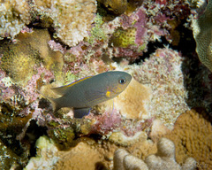 Pycnochromis vanderbilti