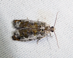 Proteoteras naracana