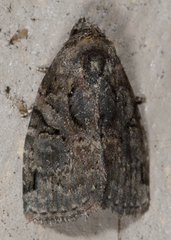 Pseudeustrotia indeterminata