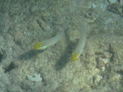 Valenciennea strigata