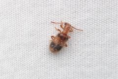 Cymatodera puncticollis
