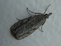 Eudonia bisinualis