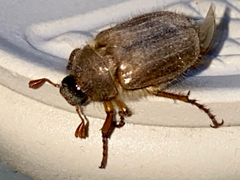 Amphimallon solstitiale