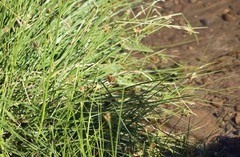Divisae