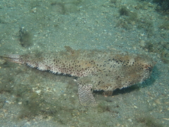Ogcocephalus cubifrons
