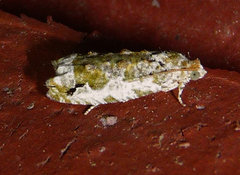 Proteoteras naracana