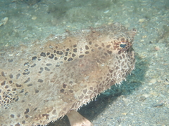 Ogcocephalus cubifrons