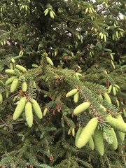 Picea