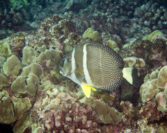 Acanthurus guttatus