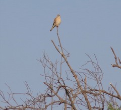 Falco sparverius