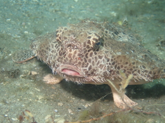 Ogcocephalus cubifrons