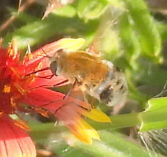 Heterostylum robustum