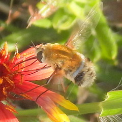 Heterostylum robustum