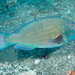 Star-eye Parrotfish - Photo (c) 104623964081378888743, some rights reserved (CC BY-NC), uploaded by 104623964081378888743