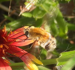 Heterostylum robustum
